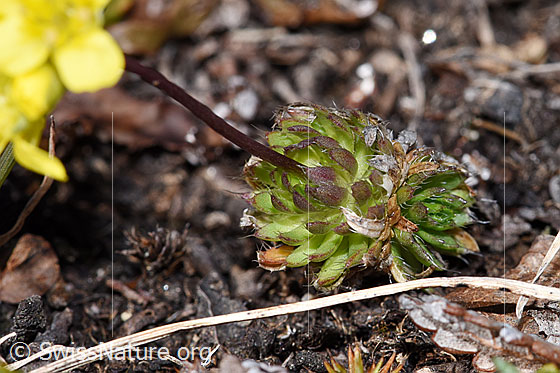 Photo: Draba hoppeana. Leaf rosetten and stem.