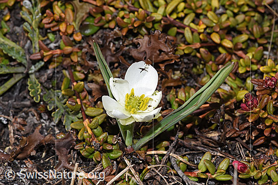 Foto: Pyrenäen-Hahnenfuss (Ranunculus kuepferi). Ganze Pflanze (Habitus).