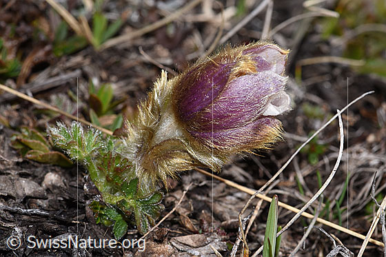 Photo: Pulsatilla vernalis. Whole plant (habiti).