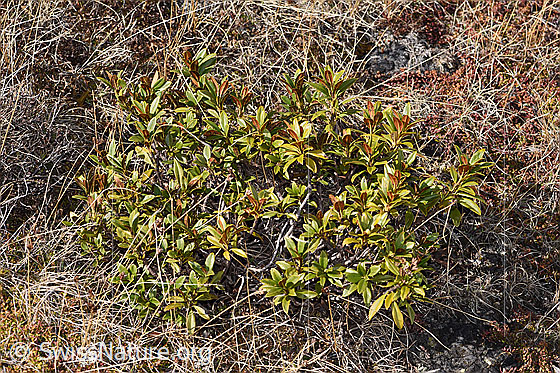 Photo: Rhododendron ferrugineum. Whole plant (habiti).