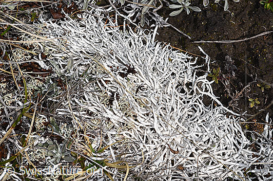 Photo: Thamnolia vermicularis. Width of the visible area: 10cm.