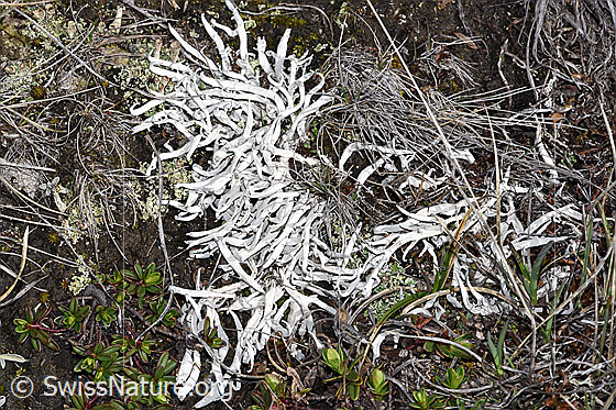 Photo: Thamnolia vermicularis.