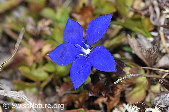 Foto: Schleichers Enzian (Gentiana schleicheri). Blüte.
