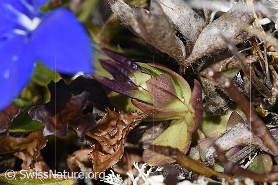Foto: Schleichers Enzian (Gentiana schleicheri). Kelch und Blätter.
