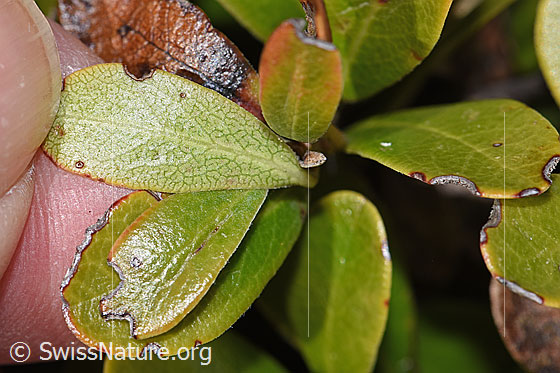 Photo: Arctostaphylos uva-ursi. Leaf underside.