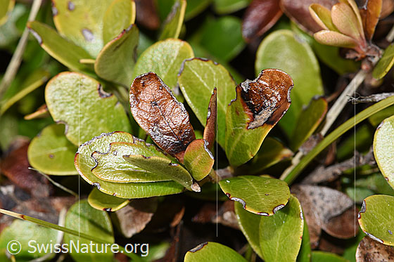 Foto: Immergrüne Bärentraube (Arctostaphylos uva-ursi). Blätter. Zum Teil ev. mit Frostschäden.