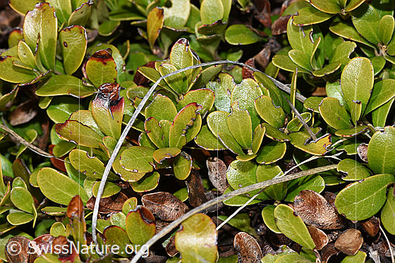 Foto: Immergrüne Bärentraube (Arctostaphylos uva-ursi). Blätter.