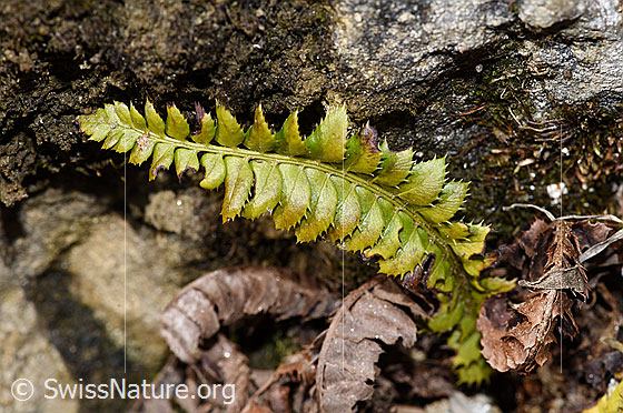 Foto: Lanzenfarn (Polystichum lonchitis).