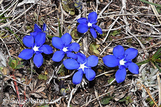 Foto: Schleichers Enzian (Gentiana schleicheri). Blüten. Ansicht von oben.