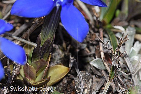 Foto: Schleichers Enzian (Gentiana schleicheri). Blätter und Kelch.