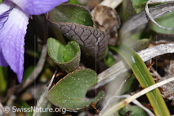 Photo: Viola rupestris. Leaves.
