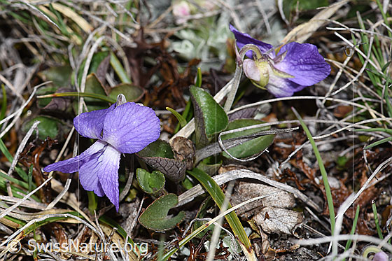Photo: Viola rupestris. Whole plant (habiti).