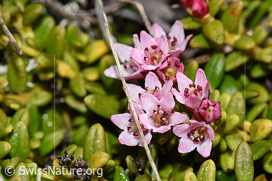 Photo: Loiseleuria procumbens. Blossoms and leaves.