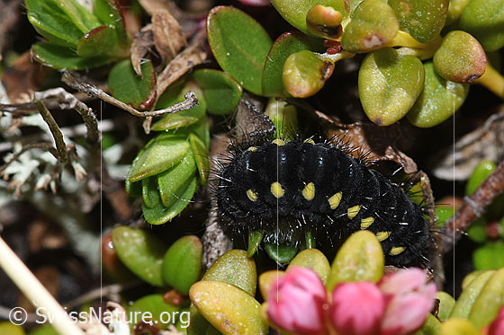 Photo: Caterpillar of Zygaena exulans on Loiseleuria procumbens. View from the side.