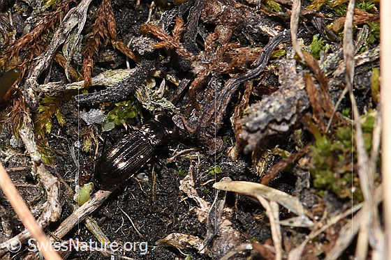 Photo: Notiophilus aquaticus. Length 4.5mm. View from above.