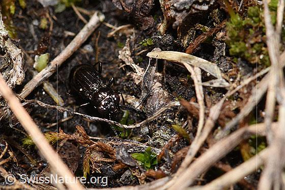 Photo: Notiophilus aquaticus. Length 4.5mm. View from top front.