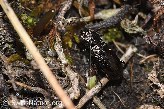 Dunkler Laubläufer (Notiophilus aquaticus)