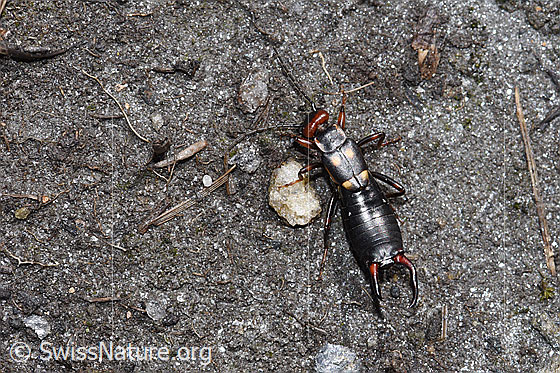 Foto: Zweipunkt-Ohrwurm (Anechura bipunctata). Ansicht von oben.