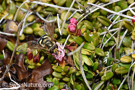 Photo: Eupeodes luniger on Loiseleuria procumbens. Length 9 - 12mm. Wings half open. View from the side above.