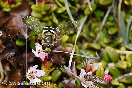 Photo: Eupeodes luniger on Loiseleuria procumbens. Length 9 - 12mm. Wings half open. View from top front.