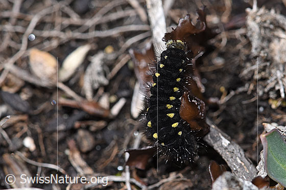 Photo: Caterpillar of Zygaena exulans on Cetraria islandica. View from above.