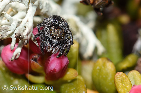 Photo: Jumping spider (unknown species 01) on Loiseleuria procumbens. Length: 2 - 3mm. View from top front.