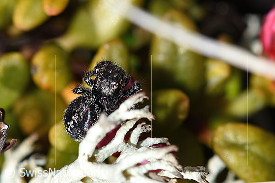 Photo: Jumping spider (unknown species 01) on Loiseleuria procumbens. Length: 2 - 3mm. View from above.