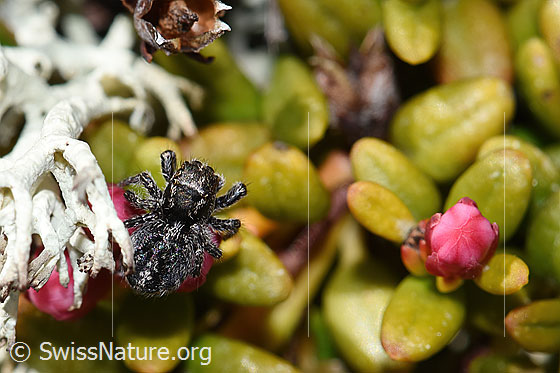 Photo: Jumping spider (unknown species 01) on Loiseleuria procumbens. Length: 2 - 3mm. View from above.