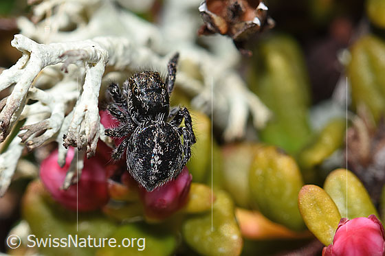 Photo: Jumping spider (unknown species 01) on Loiseleuria procumbens. Length: 2 - 3mm. View from top rear.