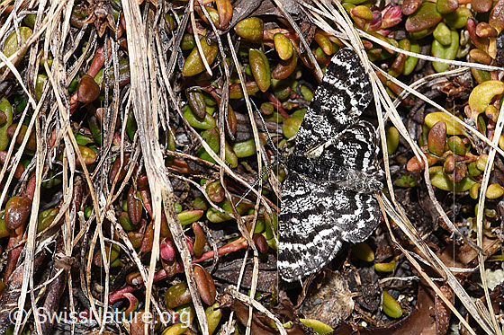 Bärentrauben-Bänderspanner (Macaria carbonaria)