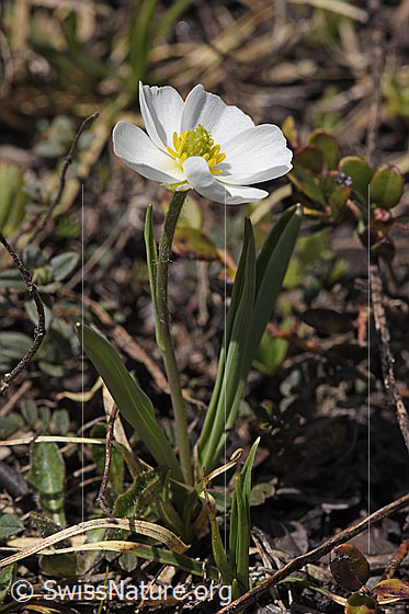 Photo: Ranunculus kuepferi. Whole plant (habiti).