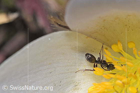 Photo: Formica lemani on Pulsatilla vernalis. Length 5mm. View from diagonally above.