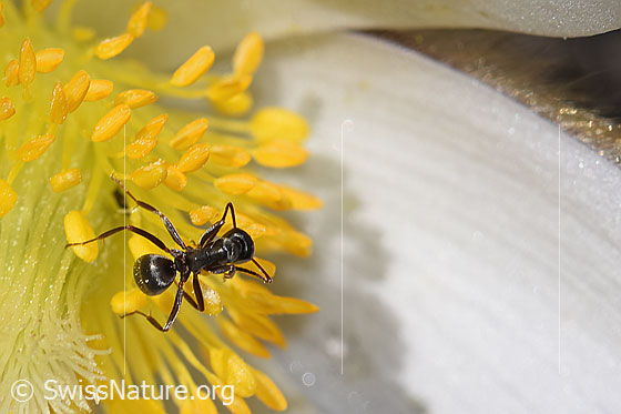 Photo: Formica lemani on Pulsatilla vernalis. Length 5mm. View from above.