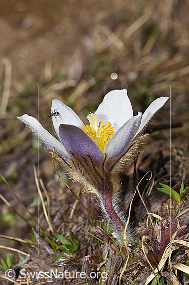 Foto: Frühlings-Anemonen (Pulsatilla vernalis). Ganze Pflanze (Habitus).