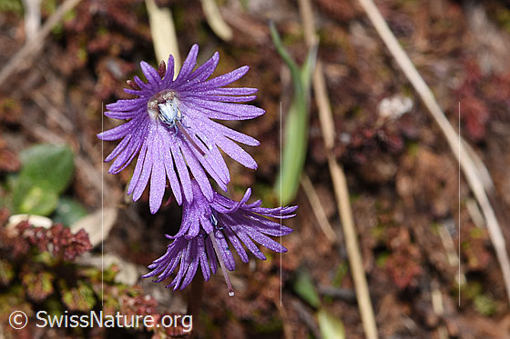Foto: Grosses Alpenglöckchen (Soldanella alpina). Blüten.