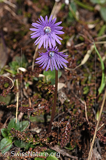 Foto: Grosses Alpenglöckchen (Soldanella alpina). Ganze Pflanze (Habitus).