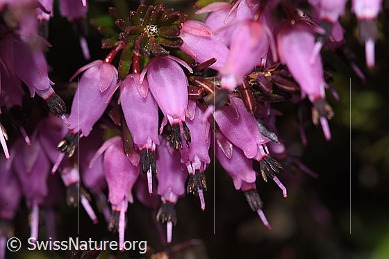 Foto: Erika (Erica carnea). Blüten.