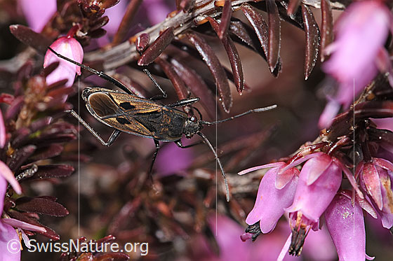 Photo: Rhyparochromus pini on Erica carnea. Length 6.8 - 8.1mm. View from above.