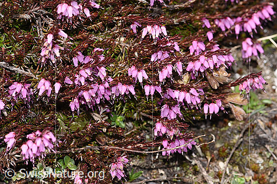 Foto: Erika (Erica carnea). Blüten.