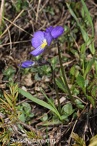 Foto: Langsporniges Stiefmütterchen (Viola calcarata). Ganze Pflanze (Habitus).