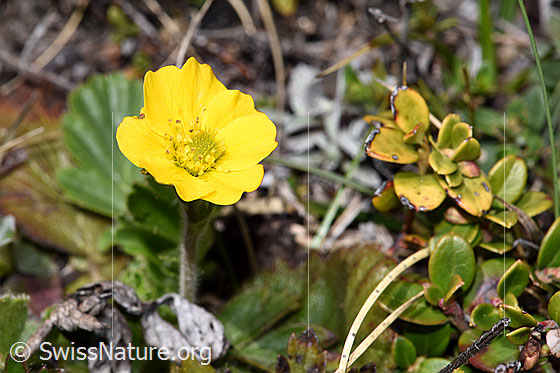 Foto: Gemeine Berg-Nelkenwurz (Geum montanum). Ganze Pflanze (Habitus).