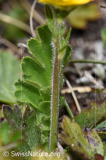 Foto: Gemeine Berg-Nelkenwurz (Geum montanum). Stängel und Blatt.