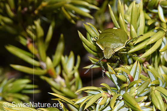 Wacholderwanze (Chlorochroa juniperina)