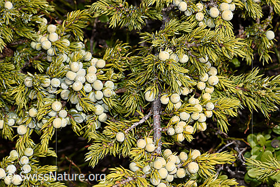 Photo: Juniperus communis ssp. Saxatilis. Branches with lots of berries.