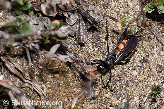 Foto: Frühlings-Wegwespe (Anoplius viaticus). Länge 9 - 14mm. Weibchen. Ansicht von oben.