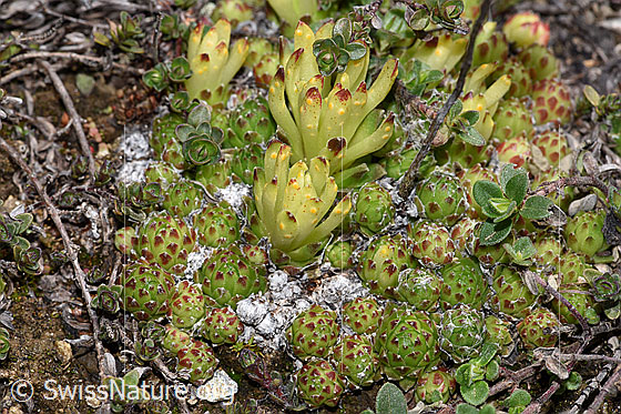 Photo: Sempervivum arachnoideum. Leaf rosettes and shoots.
