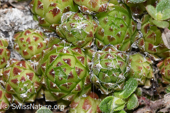 Photo: Sempervivum arachnoideum. Leaf-rosettes.