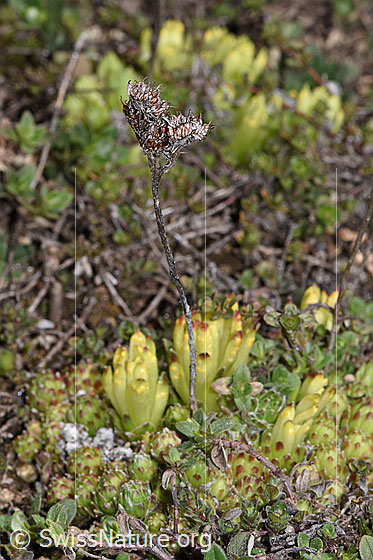 Foto: Spinnweb-Hauswurz (Sempervivum arachnoideum). Blätter, Triebe und letztjährige Pflanze.