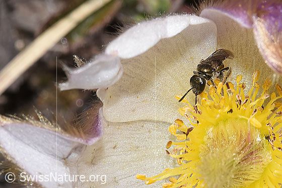 Photo: Probably Lasioglossum morio on Pulsatilla vernalis. Length 6 - 7mm. Female.