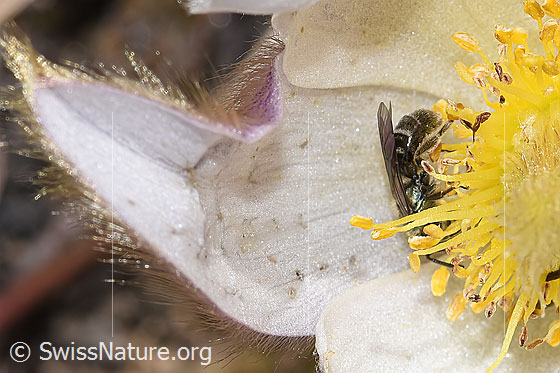 Foto: Wahrscheinlich Dunkelgrüne Schmalbiene (Lasioglossum morio) auf Frühlings-Anemonen (Pulsatilla vernalis). Länge 6 - 7mm. Weibchen. Ansicht von der Seite.